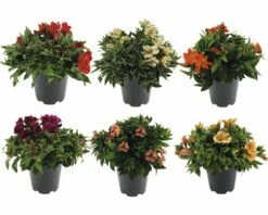 Prinzessinenlilie Inkalilie FloraSelf Alstromeria Indica 'Colorita' H 5-20 Cm Ø 19 Cm Topf