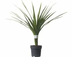 Keulenlilie FloraSelf Cordyline Australis 'Peko' 17er Topf -Hornbach Gartenmarkt DV 8 5724427 02 4c DE 20171010193939