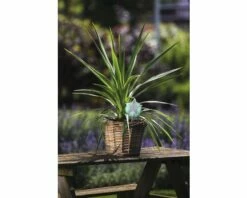 Keulenlilie FloraSelf Cordyline Australis 'Peko' 17er Topf -Hornbach Gartenmarkt DV 8 5724427 03 4c DE 20171009164440