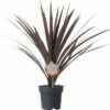 FloraSelf Keulenlilie Cordyline Australis H 20-30 Cm Ø 17 Cm Topf -Hornbach Gartenmarkt DV 8 5724428 01 4c DE 20171010194008