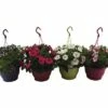 Hängepetunie FloraSelf Petunia Surfinia Ø 21 Cm Topf -Hornbach Gartenmarkt DV 8 5724449 01 4c DE 20180307004700