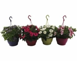 Hängepetunie FloraSelf Petunia Surfinia Ø 21 Cm Topf