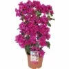 Drillingsblume Spalier FloraSelf Bougainvillea 'Sanderiana' Gesamthöhe Ca. 70 Cm Ø 21 Cm Topf Lila -Hornbach Gartenmarkt DV 8 5724475 02 4c DE 20210609104650