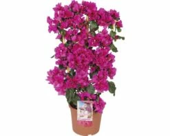 Drillingsblume Spalier FloraSelf Bougainvillea 'Sanderiana' Gesamthöhe Ca. 70 Cm Ø 21 Cm Topf Lila