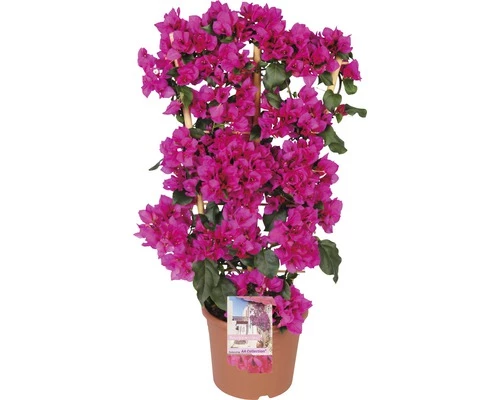Drillingsblume Spalier FloraSelf Bougainvillea 'Sanderiana' Gesamthöhe Ca. 70 Cm Ø 21 Cm Topf Lila 3 Drillingsblume Spalier FloraSelf Bougainvillea 'Sanderiana' Gesamthöhe Ca. 70 Cm Ø 21 Cm Topf Lila