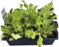 Pflücksalat FloraSelf Lactuca Sativa 'Baby Leaf' 20 Stk. -Hornbach Gartenmarkt DV 8 5743569 01 4c DE 20190402091658