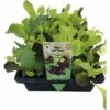 Pflücksalat FloraSelf Lactuca Sativa 'Baby Leaf' 20 Stk. -Hornbach Gartenmarkt DV 8 5743569 02 4c DE 20190402091758