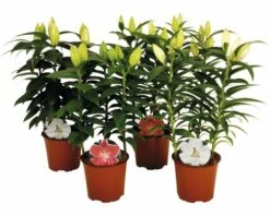 Lilien FloraSelf Lilium Orientalis Ø 13 Cm Topf