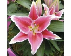 Lilien FloraSelf Lilium Orientalis Ø 13 Cm Topf -Hornbach Gartenmarkt DV 8 5763693 03 4c DE 20180310093643
