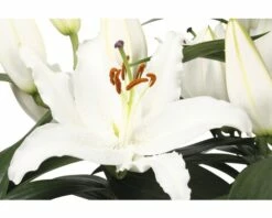 Lilien FloraSelf Lilium Orientalis Ø 13 Cm Topf -Hornbach Gartenmarkt DV 8 5763693 04 4c DE 20180310092905