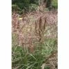 Chinaschilf FloraSelf Miscanthus Sinensis 'Autumn Anthem' H 20-80 Cm Co 3 L -Hornbach Gartenmarkt DV 8 5798148 02 4c DE 20220726154757
