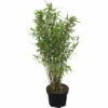 FloraSelf Gartenbambus Fargesia Murielae 'Panda' H 60-80 Cm Co 6 L