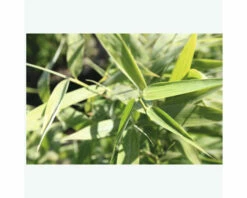 FloraSelf Gartenbambus Fargesia Murielae 'Panda' H 60-80 Cm Co 6 L -Hornbach Gartenmarkt DV 8 5803043 03 4c NL 20210227221654