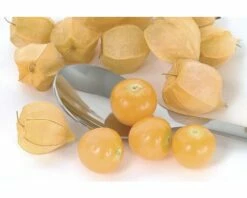 Physalis Andenbeere FloraSelf Physalis Peruviana Ø 12 Cm Topf