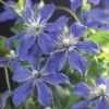 Waldrebe FloraSelf Clematis Integrifolia 'Arabella' H 75-85 Cm Co 2,3 L