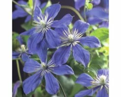 Waldrebe FloraSelf Clematis Integrifolia 'Arabella' H 75-85 Cm Co 2,3 L