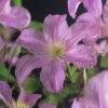 Waldrebe FloraSelf Clematis X Hybride 'Comtesse De Bouchaud' Co 2,3L -Hornbach Gartenmarkt DV 8 5823299 01 4c CH 20171007002915