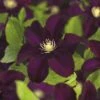 Waldrebe FloraSelf Clematis X Hybride 'Warszamska Nike' Co 2,3L 2 Waldrebe FloraSelf Clematis X Hybride 'Warszamska Nike' Co 2,3L -Hornbach Gartenmarkt DV 8 5823306 01 4c CH 20171007002531