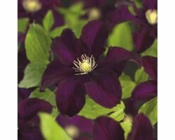 Waldrebe FloraSelf Clematis X Hybride 'Warszamska Nike' Co 2,3L