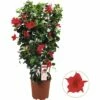 Dipladenie, Trichterblüte Spalier FloraSelf Dipladenia Mandevilla Gesamthöhe Ca. 90 Cm Ø 21 Cm Topf Rot -Hornbach Gartenmarkt DV 8 5939229 01 4c DE 20180307004819