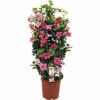 Dipladenie, Trichterblüte Spalier FloraSelf Dipladenia Mandevilla Gesamthöhe Ca. 90 Cm Ø 21 Cm Topf Rosa 1 Dipladenie, Trichterblüte Spalier FloraSelf Dipladenia Mandevilla Gesamthöhe Ca. 90 Cm Ø 21 Cm Topf Rosa -Hornbach Gartenmarkt DV 8 5939238 02 4c RO 20210610101751