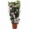 Dipladenie, Trichterblüte Spalier FloraSelf Dipladenia Mandevilla Gesamthöhe Ca. 90 Cm Ø 21 Cm Topf Hellrosa 1 Dipladenie, Trichterblüte Spalier FloraSelf Dipladenia Mandevilla Gesamthöhe Ca. 90 Cm Ø 21 Cm Topf Hellrosa -Hornbach Gartenmarkt DV 8 5939239 01 4c DE 20171011175639