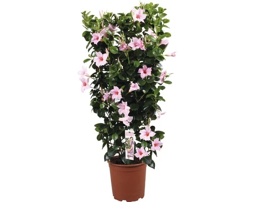 Dipladenie, Trichterblüte Spalier FloraSelf Dipladenia Mandevilla Gesamthöhe Ca. 90 Cm Ø 21 Cm Topf Hellrosa 3 Dipladenie, Trichterblüte Spalier FloraSelf Dipladenia Mandevilla Gesamthöhe Ca. 90 Cm Ø 21 Cm Topf Hellrosa