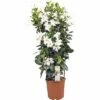 Dipladenie, Trichterblüte Spalier FloraSelf Dipladenia Mandevilla Gesamthöhe Ca. 90 Cm Ø 21 Cm Topf Weiß 2 Dipladenie, Trichterblüte Spalier FloraSelf Dipladenia Mandevilla Gesamthöhe Ca. 90 Cm Ø 21 Cm Topf Weiß -Hornbach Gartenmarkt DV 8 5939240 01 4c DE 20171011120316