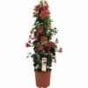 Dipladenie, Trichterblüte Pyramide FloraSelf Dipladenia Mandevilla Gesamthöhe Ca. 90 Cm Ø 21 Cm Topf Rot -Hornbach Gartenmarkt DV 8 5939241 01 4c DE 20171011114947
