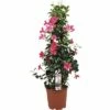 Dipladenie, Trichterblüte Pyramide FloraSelf Dipladenia Mandevilla Gesamthöhe Ca. 90 Cm Ø 21 Cm Topf Rosa 2 Dipladenie, Trichterblüte Pyramide FloraSelf Dipladenia Mandevilla Gesamthöhe Ca. 90 Cm Ø 21 Cm Topf Rosa -Hornbach Gartenmarkt DV 8 5939242 01 4c DE 20171011121604