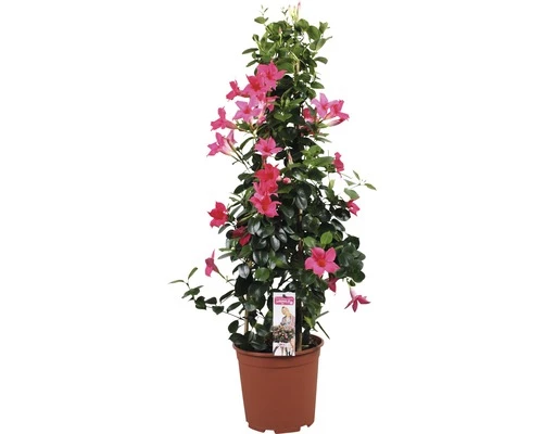 Dipladenie, Trichterblüte Pyramide FloraSelf Dipladenia Mandevilla Gesamthöhe Ca. 90 Cm Ø 21 Cm Topf Rosa 3 Dipladenie, Trichterblüte Pyramide FloraSelf Dipladenia Mandevilla Gesamthöhe Ca. 90 Cm Ø 21 Cm Topf Rosa