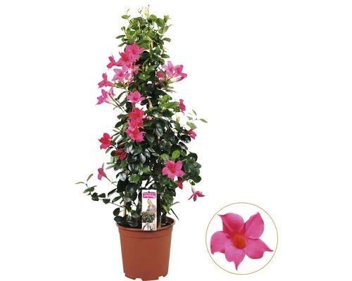 Dipladenie, Trichterblüte Pyramide FloraSelf Dipladenia Mandevilla Gesamthöhe Ca. 90 Cm Ø 21 Cm Topf Rosa 4 Dipladenie, Trichterblüte Pyramide FloraSelf Dipladenia Mandevilla Gesamthöhe Ca. 90 Cm Ø 21 Cm Topf Rosa – Bild 2