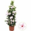 Dipladenie, Trichterblüte Pyramide FloraSelf Dipladenia Mandevilla Gesamthöhe Ca. 90 Cm Ø 21 Cm Topf Hellrosa -Hornbach Gartenmarkt DV 8 5939243 01 4c DE 20171011122226