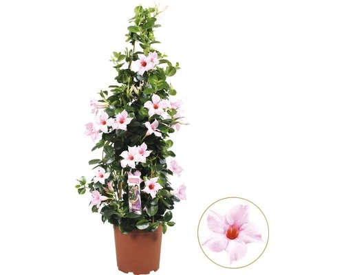 Dipladenie, Trichterblüte Pyramide FloraSelf Dipladenia Mandevilla Gesamthöhe Ca. 90 Cm Ø 21 Cm Topf Hellrosa 3 Dipladenie, Trichterblüte Pyramide FloraSelf Dipladenia Mandevilla Gesamthöhe Ca. 90 Cm Ø 21 Cm Topf Hellrosa