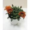 Halbstrauch-Gazanie, Mittagsgold FloraSelf Gazania Rigens Ø 18 Cm Topf