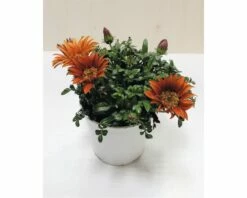 Halbstrauch-Gazanie, Mittagsgold FloraSelf Gazania Rigens Ø 18 Cm Topf