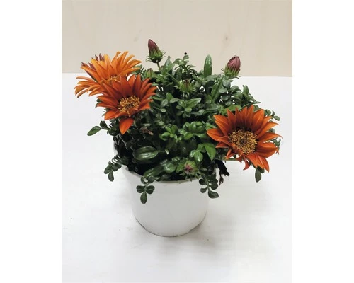 Halbstrauch-Gazanie, Mittagsgold FloraSelf Gazania Rigens Ø 18 Cm Topf 3 Halbstrauch-Gazanie, Mittagsgold FloraSelf Gazania Rigens Ø 18 Cm Topf