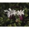 Waldrebe FloraSelf Clematis Hybride 'Princess Kate' H 50-70 Cm Co 2,3 L -Hornbach Gartenmarkt DV 8 5983733 01 4c DE 20210625091656
