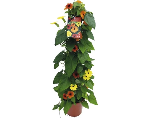 Schwarzäugige Susanne Pyramide FloraSelf Thunbergia Alata Gesamthöhe Ca. 90 Cm Ø 19 Cm Topf Dreifarbig 3 Schwarzäugige Susanne Pyramide FloraSelf Thunbergia Alata Gesamthöhe Ca. 90 Cm Ø 19 Cm Topf Dreifarbig
