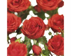 Kletterrosen COURTYARD® FloraSelf Rosa Jive COURTYARD® H 90-110 Cm Co 3 L