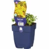Oregon-Fetthenne FloraSelf Sedum Oreganum H 5-10 Cm Co 0,5 L 1 Oregon-Fetthenne FloraSelf Sedum Oreganum H 5-10 Cm Co 0,5 L -Hornbach Gartenmarkt DV 8 6001651 01 4c DE 20220428164757