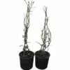 Zierquitte FloraSelf Chaenomeles Superba 'Pink Lady' H 50-60 Cm Co 5 L 1 Stk. -Hornbach Gartenmarkt DV 8 6002127 01 4c DE 20180309204556