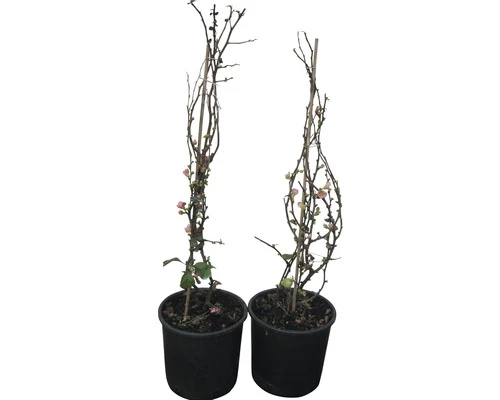 Zierquitte FloraSelf Chaenomeles Superba 'Pink Lady' H 50-60 Cm Co 5 L 1 Stk. 3 Zierquitte FloraSelf Chaenomeles Superba 'Pink Lady' H 50-60 Cm Co 5 L 1 Stk.