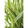 Weißbunte Segge FloraSelf Carex Oshimensis 'Everest' H 5-30 Cm T 14 Cm