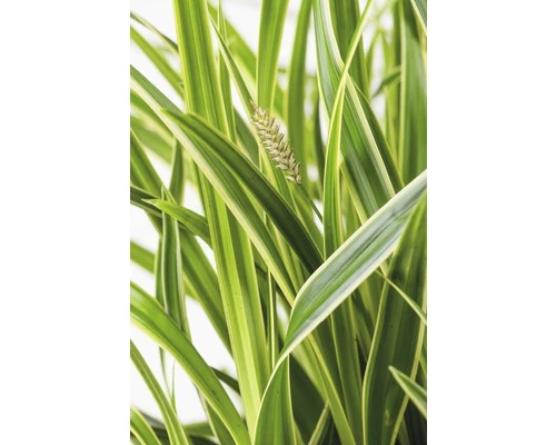 Weißbunte Segge FloraSelf Carex Oshimensis 'Everest' H 5-30 Cm Co 3 L 3 Weißbunte Segge FloraSelf Carex Oshimensis 'Everest' H 5-30 Cm Co 3 L