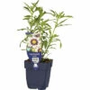 Mädchenauge FloraSelf Coreopsis-Cultivars 'Redshift' H 5-40 Cm Co 0,5 L -Hornbach Gartenmarkt DV 8 6018018 01 4c DE 20220321140720