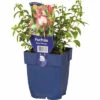 Fuchise FloraSelf Fuchsia Magellanica 'Patio Princess' H 5-30 Cm Co 0,5 L 2 Fuchise FloraSelf Fuchsia Magellanica 'Patio Princess' H 5-30 Cm Co 0,5 L -Hornbach Gartenmarkt DV 8 6018030 01 4c DE 20220511104751