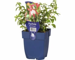 Fuchise FloraSelf Fuchsia Magellanica 'Patio Princess' H 5-30 Cm Co 0,5 L
