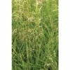 Rasen Schmiele FloraSelf Deschampsia Cespitosa H 10-100 Cm Co 3 L -Hornbach Gartenmarkt DV 8 6052839 01 4c DE 20180209000051