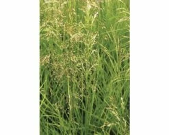 Rasen Schmiele FloraSelf Deschampsia Cespitosa H 10-100 Cm Co 3 L